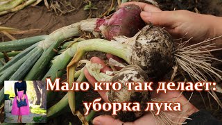 I collect tons of onions! When to harvest onions for the winter, how to store onions