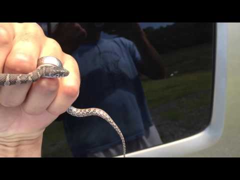 How to identify venomous and non venomous snakes in Eastern Pennsylvania