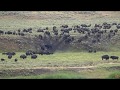 100s of bison fleeing Yellowstone, crossing valleys | HD | 2017