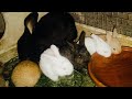 Happy family  rabbit farming  cute bunnies  mehranvalley