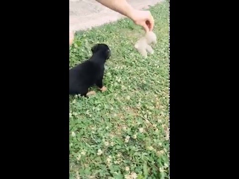Jagterrier Bobi 1 month - Prizren/Kosovo