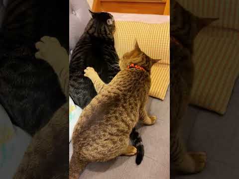 Part 11 Funny Cat ExplorePage 