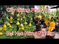 Giống Cây Phật Thủ Chuẩn Sịn Đại Học Nông Nghiệp
