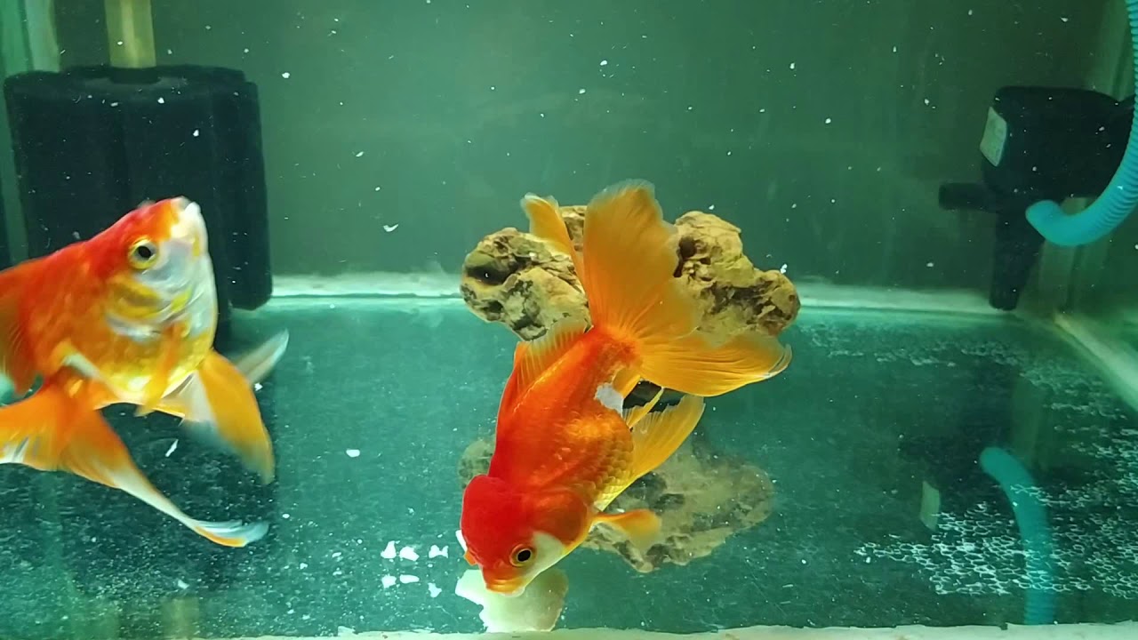 Goldfish eating vegetables.... - YouTube
