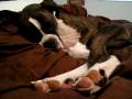 My boxer dog, Morrie Hertzon on the bed cuddley with WILCO playing.  December 12, 2008