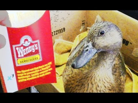 Duck Eating Wendy's Fries