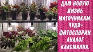 НОВАЯ ЖИЗНЬ МАТОЧНИКОВ. ЧУДО-ФИТОСПОРИН. КУПИЛА АНАЛОГ КЛАСМАННА.