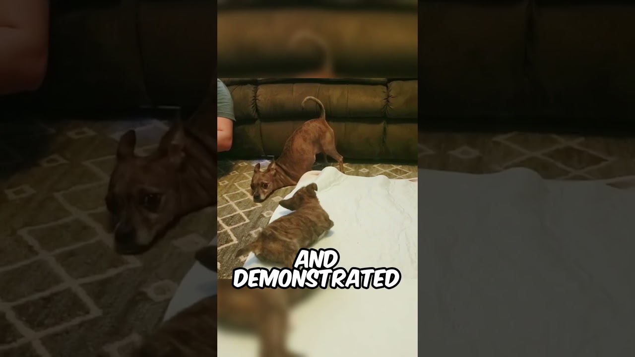 Two legged dog shows a puppy how to walk    ❤️👏