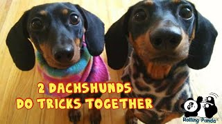 ไส้กรอกแตงกวาฝึกสมาธิประจำวัน | Doxies do tricks together | ไส้กรอกแตงกวา | Saigrorg & Tanggwa