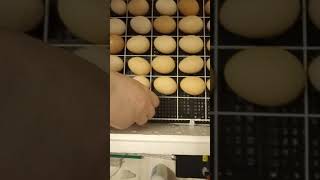 Обзор инкубатора Несушка на 63 яйца.Закладка яиц в инкубатор