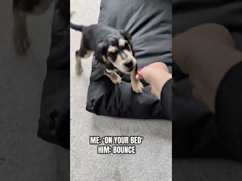 One tiny bounce, huge energy 😂#cockerspaniel #cocker #puppylife #puppygram #puppydog