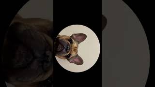 Bulldog Pedro #shorts #music #musica #remix #dj #animals #funny #disney #смешно #frenchbulldog