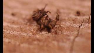 Liodidae Liodes Sp 1