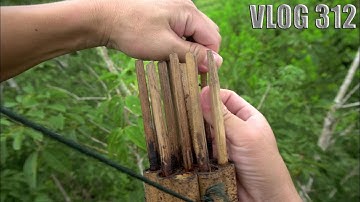 ATTRACTING SERINDIT BIRDS shoots a tree // Full Subtitles Ingglish _ Vlog 312