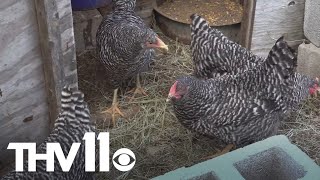 Tyson Foods’ decision to close North Little Rock plant could impact poultry industry