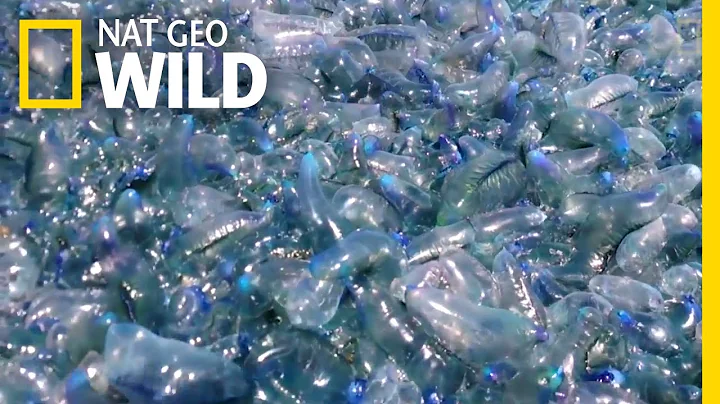 See Blanket of Jellyfish Washed Ashore | Nat Geo Wild - DayDayNews