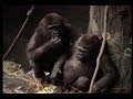 Raising Gorillas: The Story of Kwisha and Kwizera