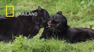 เสือดำผู้ที่อยู่ในเงามืดของป่า|สารคดีสัตว์ WILDLIFE