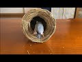 新しいつぼ巣が気に入った文鳥  あずき　Java sparrow