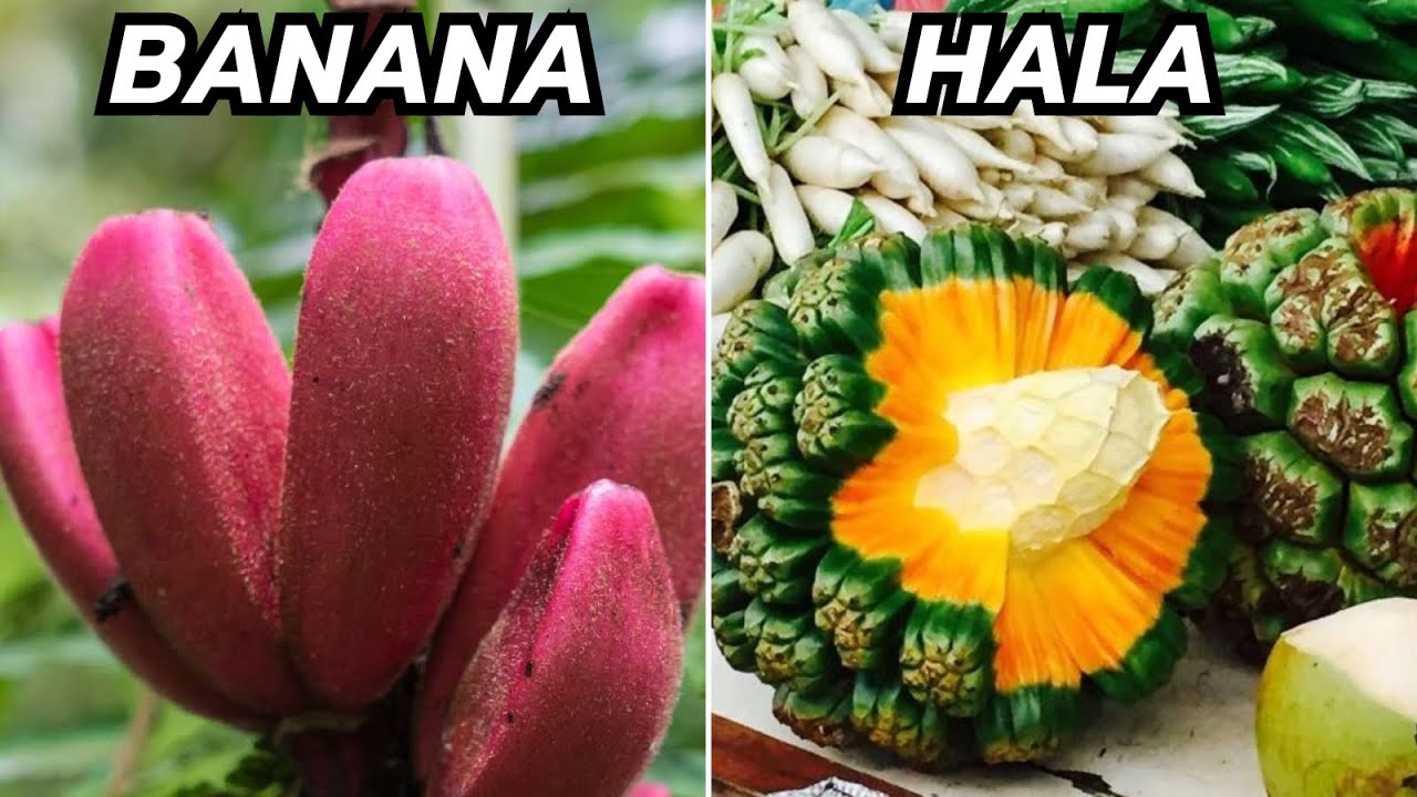 15 Frutas Más Extrañas Del Mundo - INCREÍBLE