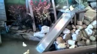 Утята Катаются с горки!! Очень ВЕСЕЛО !! Утята Катаются с горки!! Очень ВЕСЕЛО !!