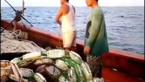 Nghề đánh lưới vây, dc mẽ cá nục