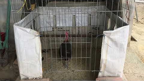 Gà rừng f1 gáy giọng đồng rớt ờ