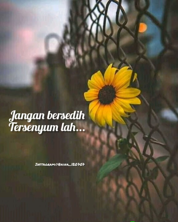 Story wa 30 detik lagu: tenanglah sayang
