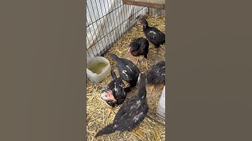 Me nyuam qain 1 hli tawm