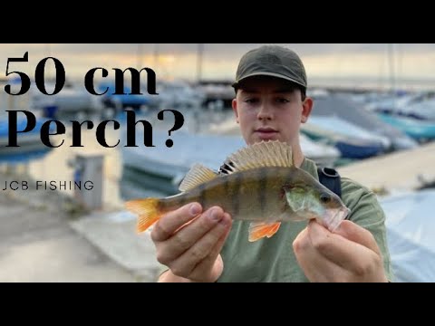 Are There Still 50cm Perch In Lake Leman JCB Fishing