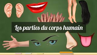 Les parties du corps humain الفرنسية للمبتدئين - أجزاء/ أعضاء جسم الإنسان باللغة الفرنسية