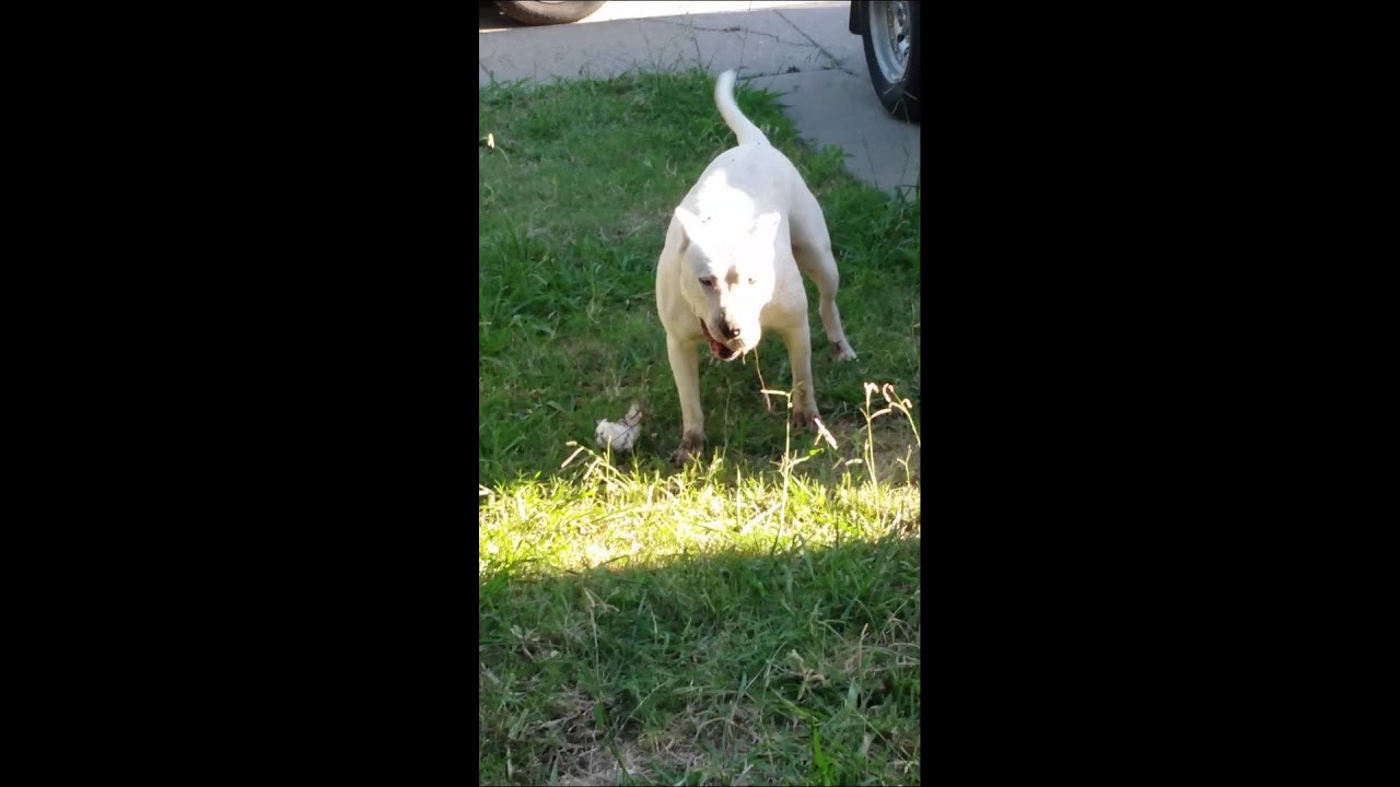video phone beyonce mp3 killer Pit bull