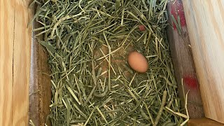 We Have Our First Egg !!!