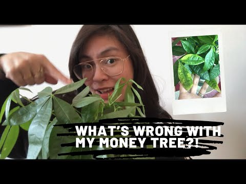 Video: Diseases Of The Money Tree: What To Do If It Withers And Does Not Grow? Home Treatment For Soft And Thin Leaves. How To Reanimate If Frozen?