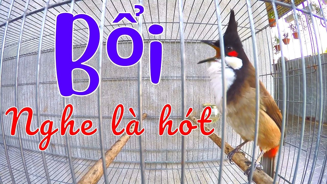 Chào Mào Sổ Giọng Kích Bổi Nhanh Căng Lửa | Luyện Chào Mào Hót Đấu Sung | kich chao mao boi hot dau