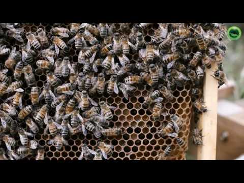 მორწმუნე ფუტკარს გავს