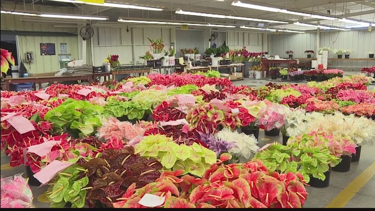 Hawaii Grown Made Green Point Nurseries You Hawaii Grown Made Green Point Nurseries