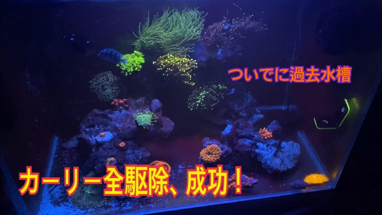 【アクアリウム】サンゴ水槽の天敵！カーリーを駆除出来ました！【海水魚水槽】