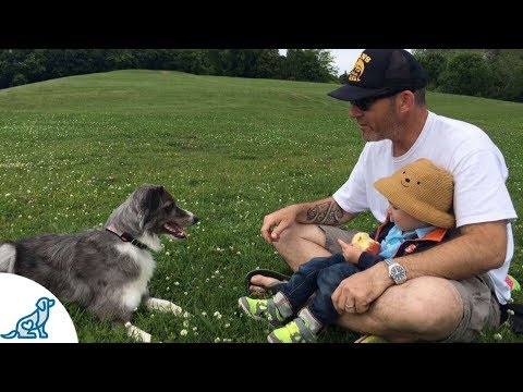 Dog Bite Prevention For Kids - Professional Dog Training Tips