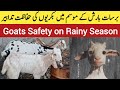 Moon Soon Season Goat Farming | برسات کے موسم میں بکریوں کی حفاظت | Goat Farming in Rainy Season
