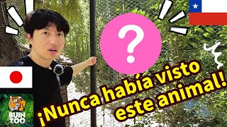 JAPONÉS se sorprende con ANIMALES que solo hay en CHILE y LATINOAMÉRICA (Buin Zoo)