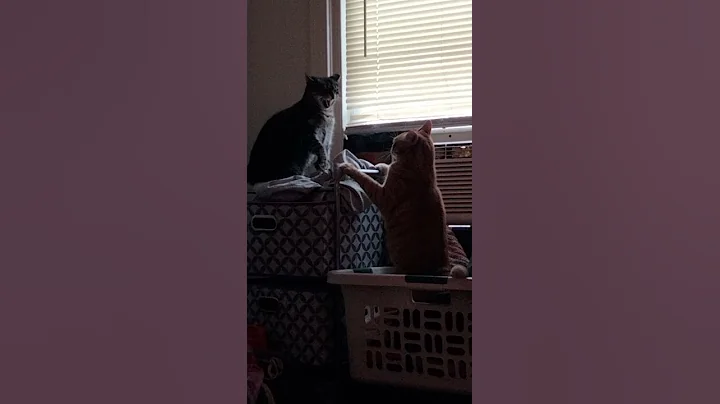 Insane cat fight