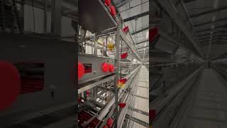 Complete Installation Operation of Closed Fully Automatic Egg Laying Cages Farm Site #LayerCage