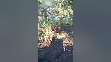 suara pikat burung belibis ampuh👍