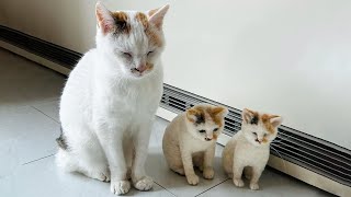 Funniest Cats Videos 2025 😼 Try Not To Laugh 😹 Part 31