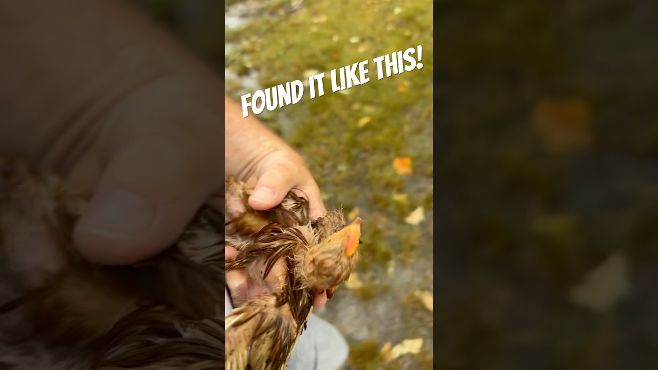 On The Verge Of Death When I Found It! - YouTube