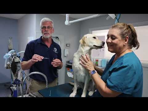 Video: Fra Vet: 3 ting du bør vite om hundens ører