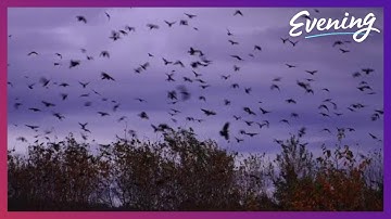 Campus crows roost by the thousands every night at this Seattle school