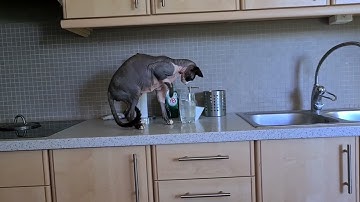 The glass was full. So obviously I had to splash. 😹🫧