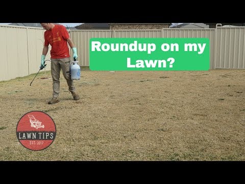 Roundup On My Lawn? | Spot Spraying